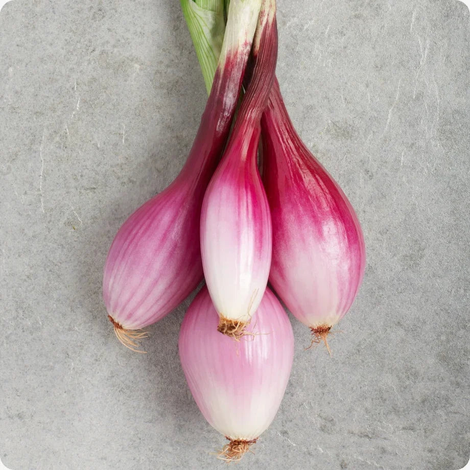 Rossa Lunga Torpedo Onion Plants Growing in Garden