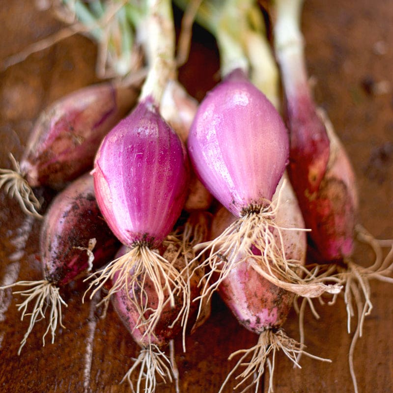 Rossa Lunga Torpedo Onion Seeds for Planting