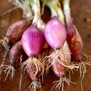 Rossa Lunga Torpedo Onion Seeds for Planting