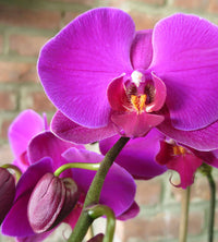 Purple Butterfly Orchid Seeds Flower seeds for Planting - Colorful Display, Heirloom & GMO Free Seeds for Home Garden