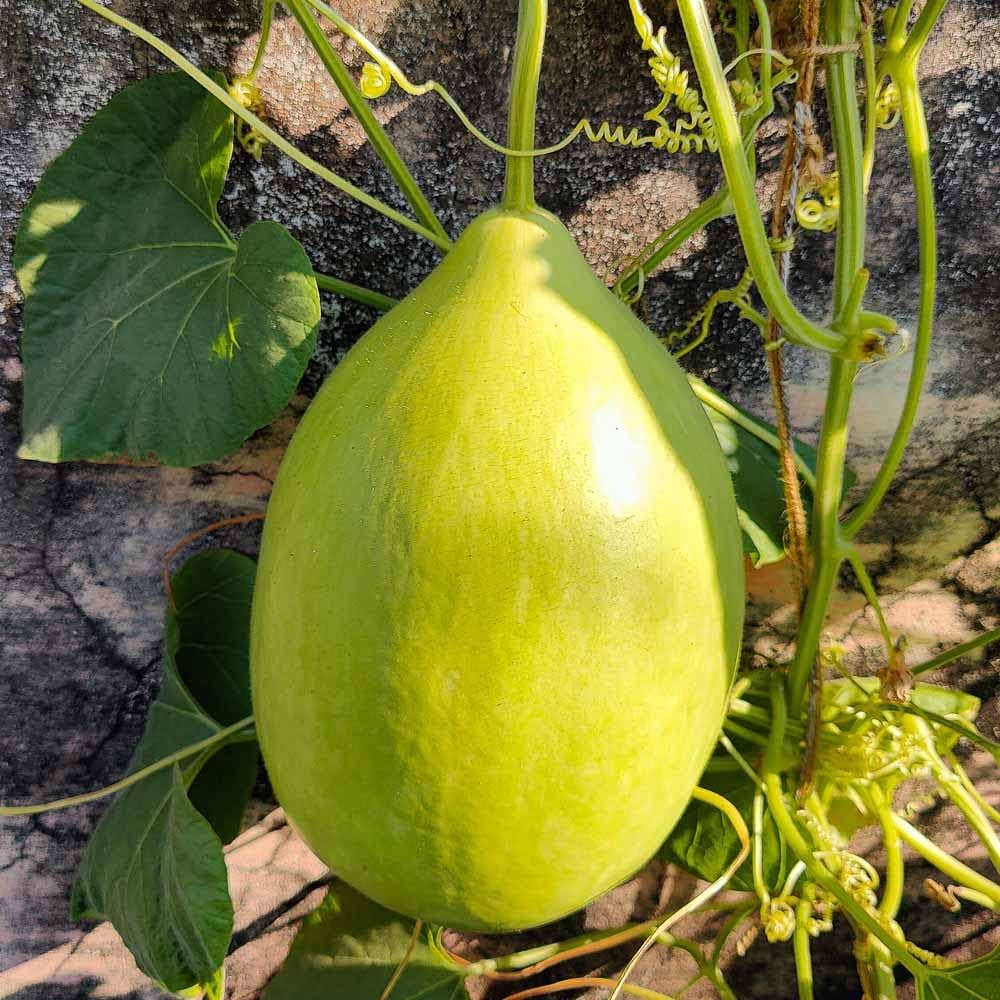 Round Lauki Bottle Gourd Growing on Garden Trellis