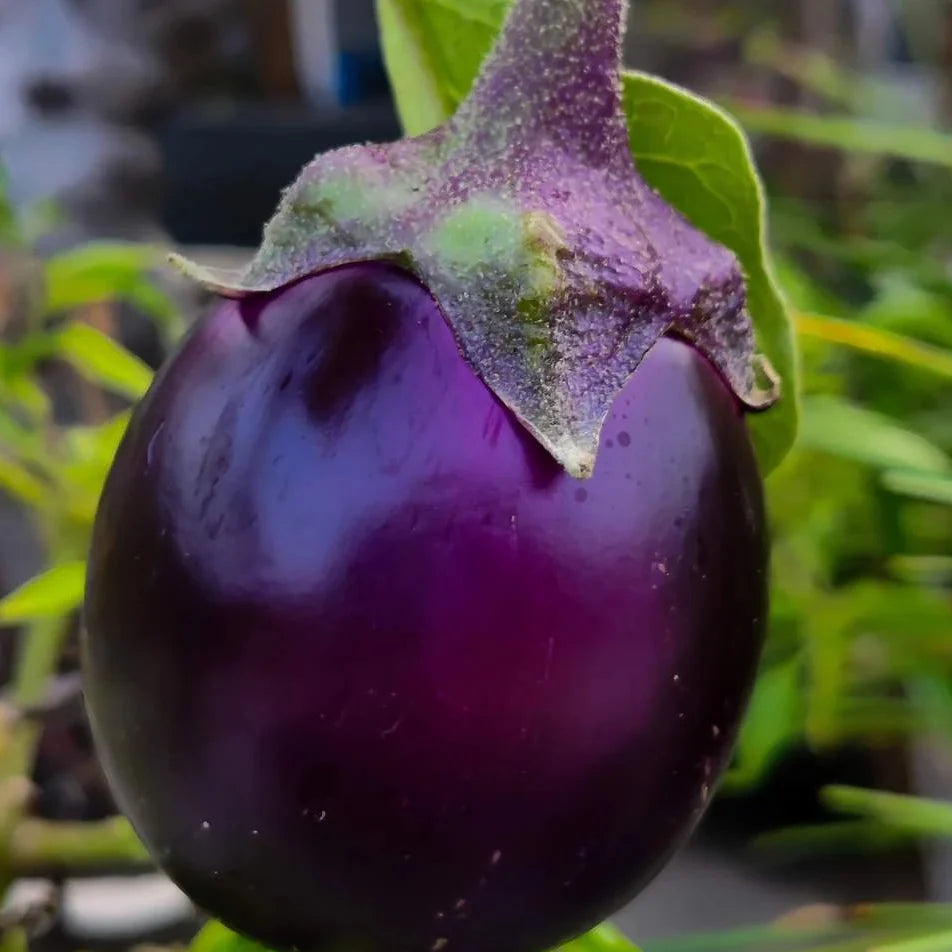Round Purple Dwarf Eggplant Seeds for Planting