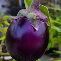 Round Purple Dwarf Eggplant Seeds for Planting