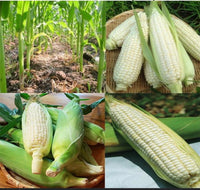 Round Waxy Glutinous Corn Growing in Garden