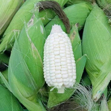 Round Shape Waxy Glutinous Corn Seeds for Planting