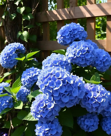Royal Blue Hydrangea seeds for planting in home gardens and containers.