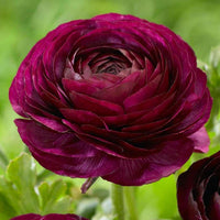 Purple Ranunculus flower bulbs with royal purple spring blooms