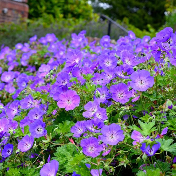 Geranium 'Rozanne' seeds for cottage gardens and ornamental landscape planting.