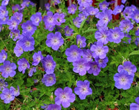 Perennial Geranium 'Rozanne' seeds suitable for raised beds and containers.