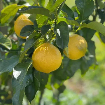 Bergamot Orange tree with glossy green leaves and developing citrus fruit.