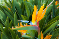 Bird of Paradise Flower seeds for Planting Cottage Garden Essential Heirloom & GMO Free Seeds for Home Garden