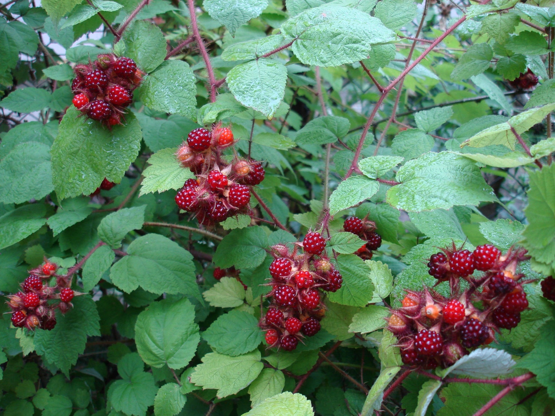 Heirloom Japanese Wineberry plant seeds for outdoor growing