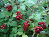 Heirloom Japanese Wineberry plant seeds for outdoor growing