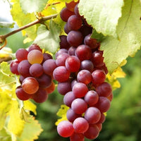 Ruby Roman grapevine growing on a garden trellis.