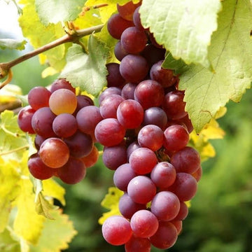 Ruby Roman grapevine growing on a garden trellis.
