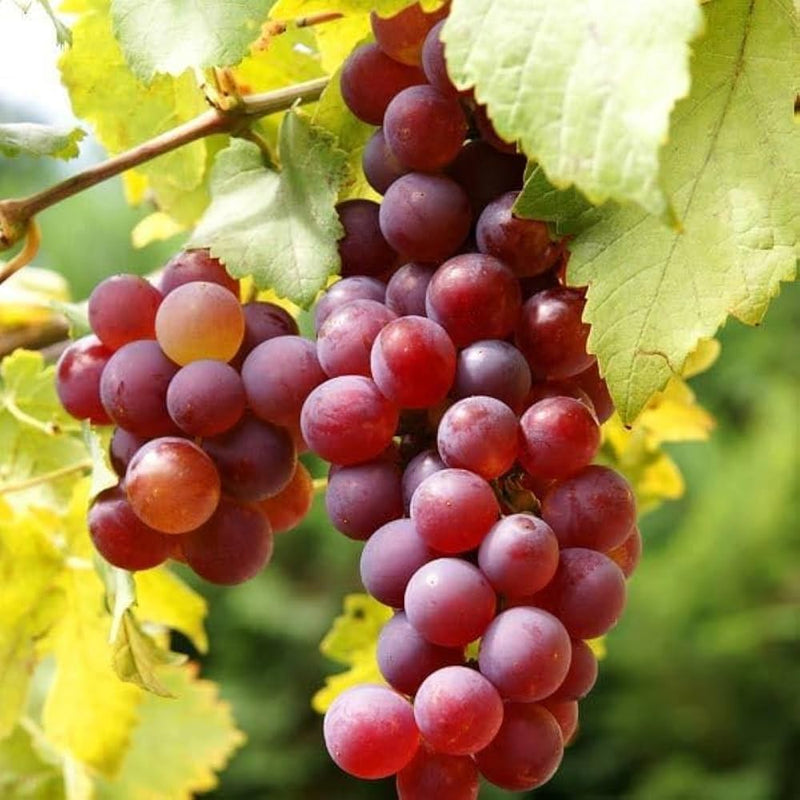 Ruby Roman grapevine growing on a garden trellis.