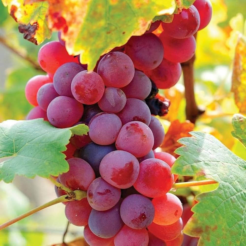 Healthy grapevine with lush green leaves in a home garden.