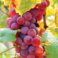 Healthy grapevine with lush green leaves in a home garden.