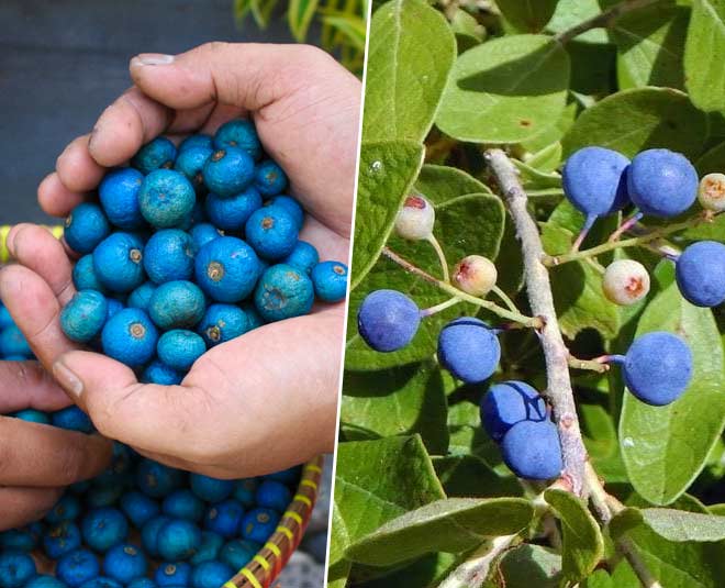 Rudraksha Fruit Planting Seeds - Grow Your Own Sacred Tree