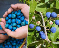 Rudraksha Fruit Planting Seeds - Grow Your Own Sacred Tree