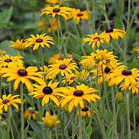 Rudbeckia Flower seeds for Planting Compact Growth Heirloom & GMO Free Seeds for Home Garden