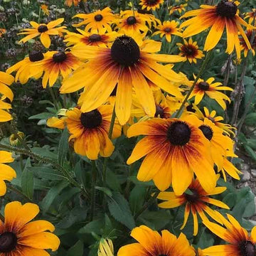 Rudbeckia Flower seeds for Planting - Shade Tolerant, Heirloom & GMO Free Seeds for Home Garden