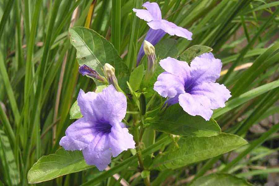 Ruellia Ruellia tuberosa Seeds for Planting in Tropical Garden and Planters