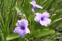 Ruellia Ruellia tuberosa Seeds for Planting in Tropical Garden and Planters