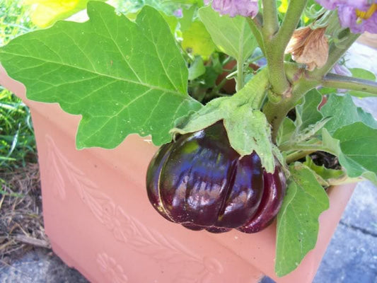Ruffled Red Eggplant ‘Pumpkin on a Stick’ (Solanum melongena) seeds for planting