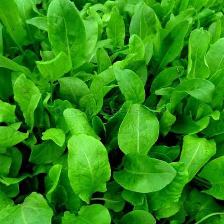 Rumex acetosa Broadleaf Odessa Sorrel seeds for herb gardens.
