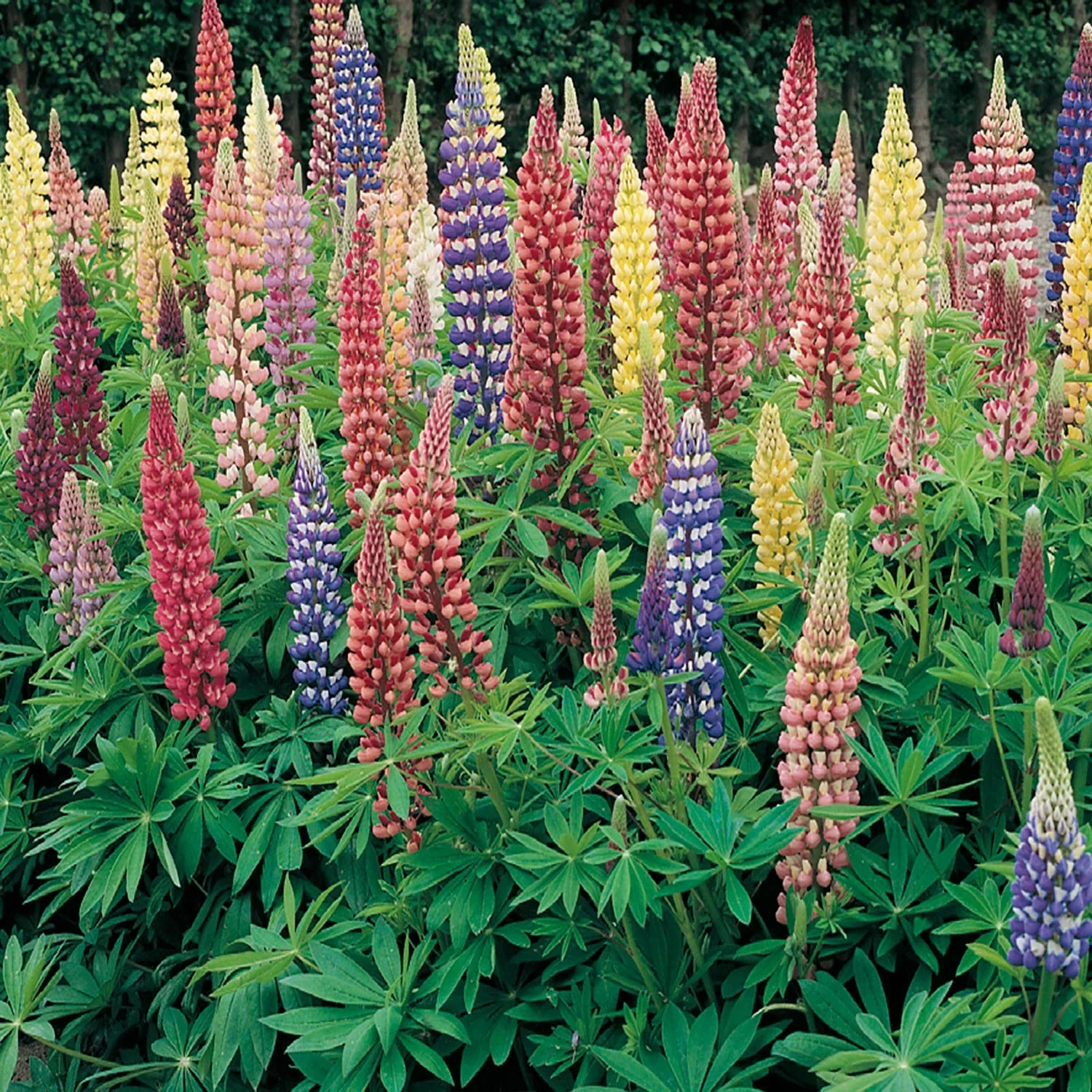 Mixed color Russell’s Lupine flower spikes in bloom
