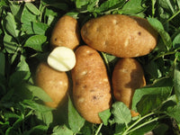 Russet Certified Potato Seeds for Planting
