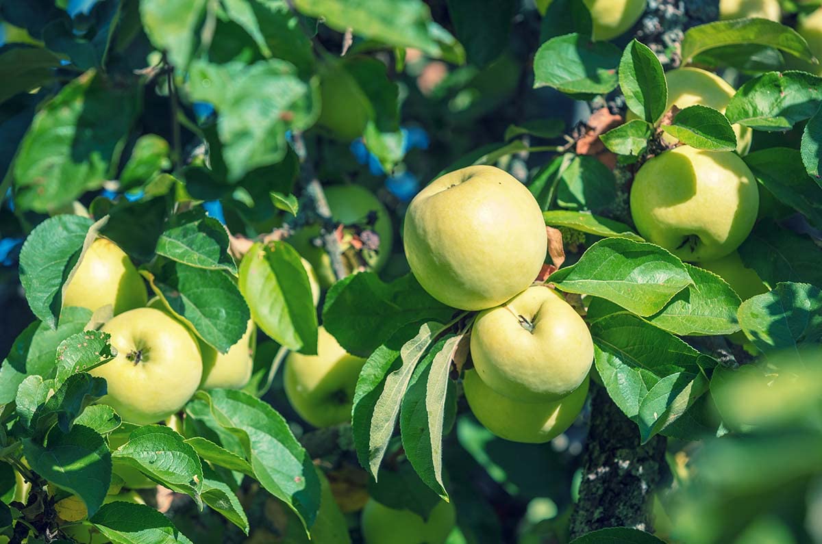 Russian Apple Seeds – Antonovka Non-GMO Yellow-Green Fruit Tree
