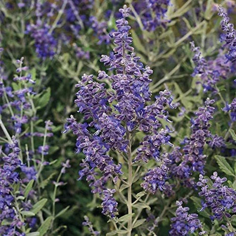 Russian Sage perennial growing in a sunny landscape garden