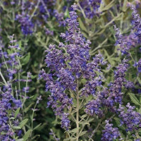 Russian Sage perennial growing in a sunny landscape garden