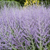 Russian Sage Perovskia atriplicifolia seeds for home garden planting