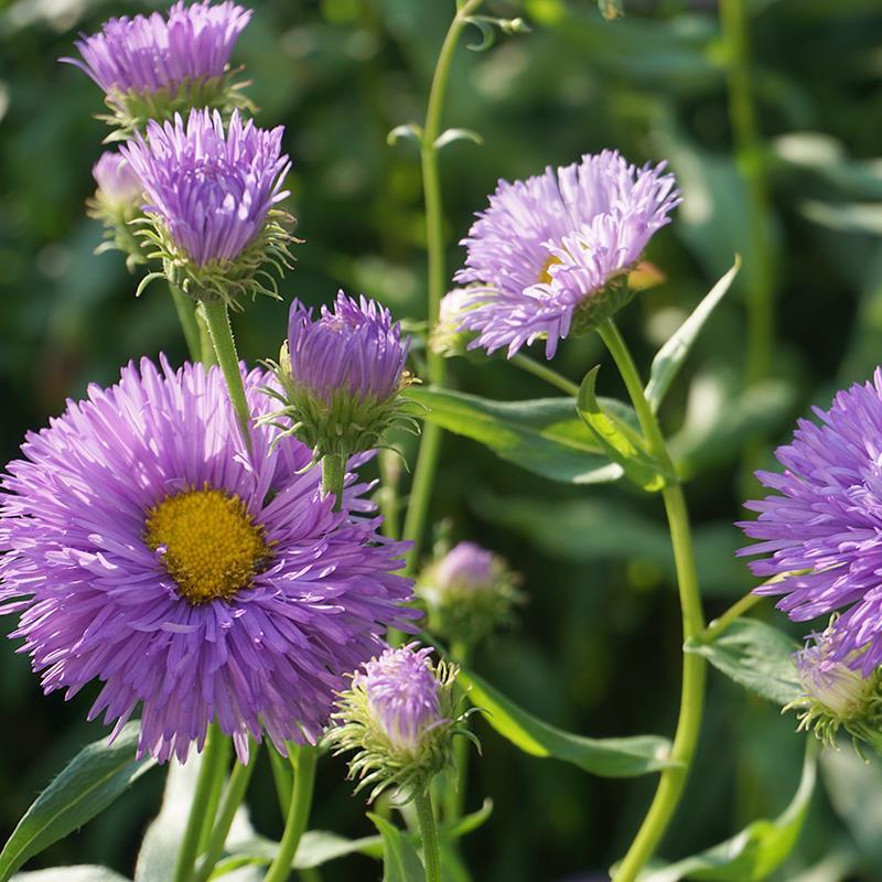 Erigeron Azure Fee Seeds for Blue Daisy-Like Flowers