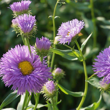 Erigeron Azure Fee Seeds for Blue Daisy-Like Flowers