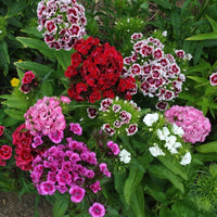 Mixed Barbatus Flower seeds for Planting - Wildflower Mix, Heirloom & GMO Free Seeds for Home Garden