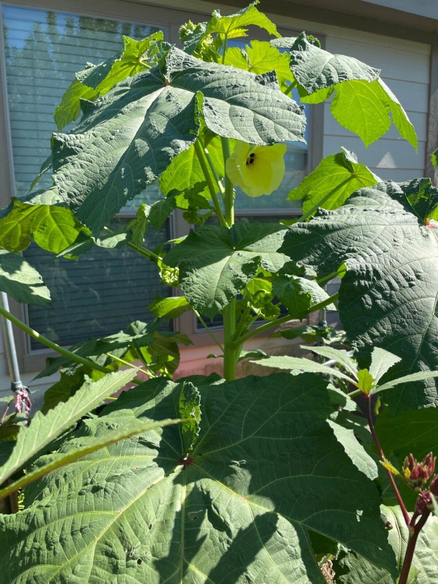 Heirloom open-pollinated okra plants thriving in a sunny garden bed.