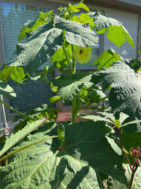 Heirloom open-pollinated okra plants thriving in a sunny garden bed.