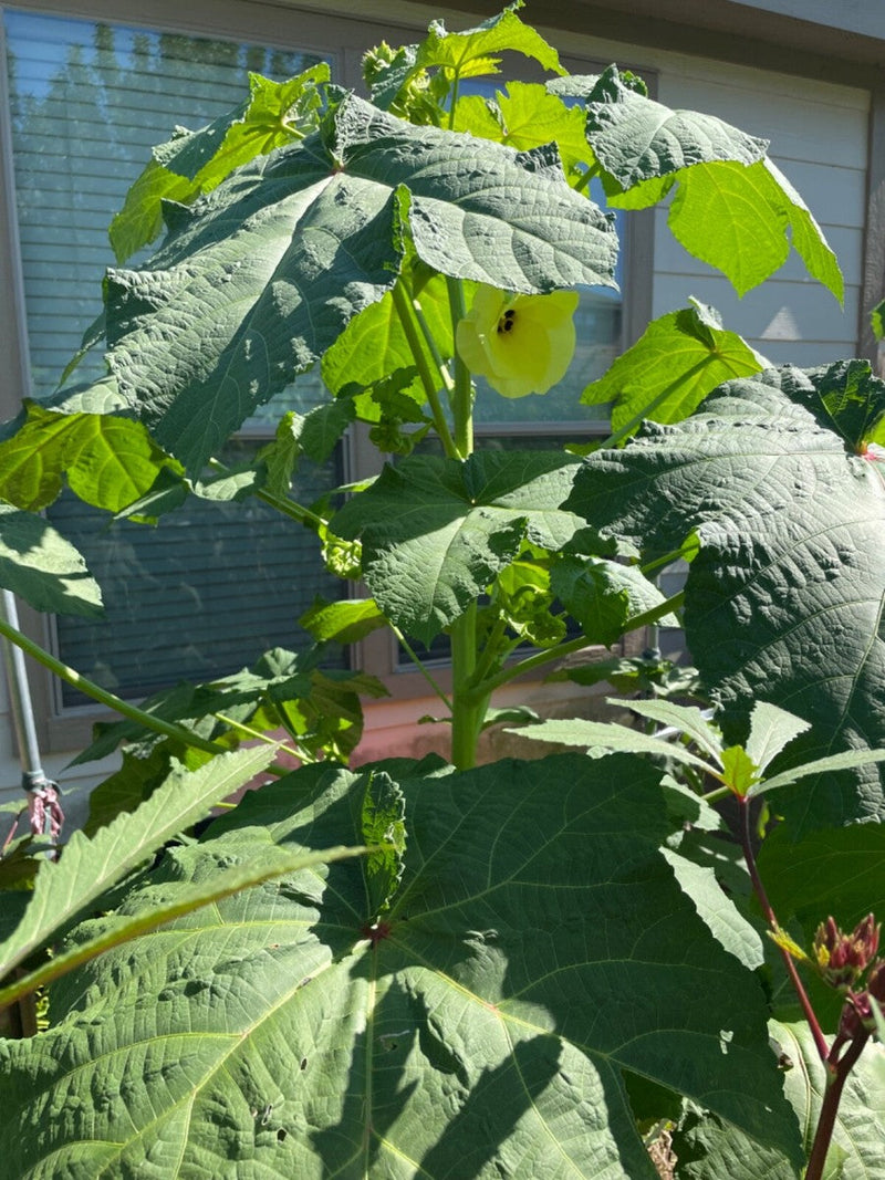 Heirloom open-pollinated okra plants thriving in a sunny garden bed.
