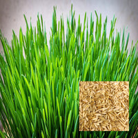 Whole Oat Grain Seeds with Husk Intact for Cover Crops, Sprouting & Outdoor Growing