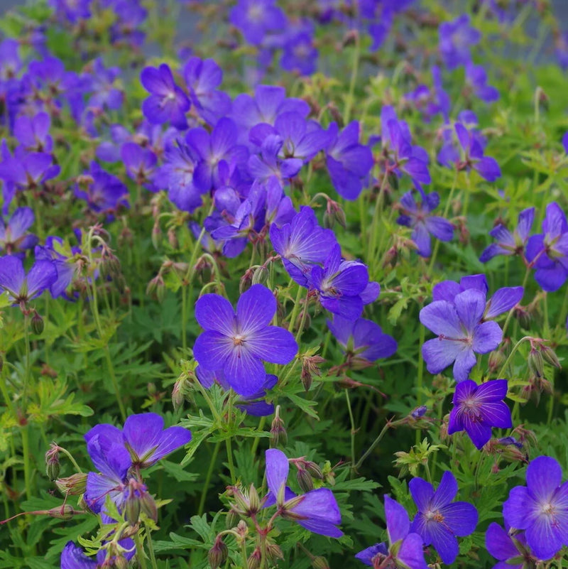 Navy Blue Geranium Flower Seeds for Planting Long Bloom Season Heirloom & GMO Free Seeds for Home Garden
 
 Sale