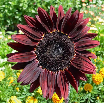 Cherry (Cherry SunFlower) seeds for planting in home garden