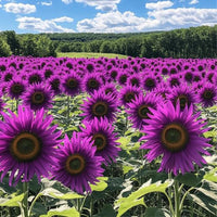 Purple Sunflower Flower seeds for Planting Sun Loving Heirloom & GMO Free Seeds for Home Garden
 
 Sale