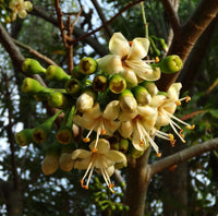 Green Ceiba Pentandra Flower Seeds for Planting  Create Stunning Tropical Gardens