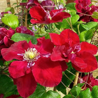 Clematis Red Purple Flower seeds for Planting - Cottage Garden Essential, Heirloom & GMO Free Seeds for Home Garden