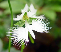 White Radiata Flower seeds for Planting Seasonal Bloomer Heirloom & GMO Free Seeds for Home Garden 
 
 Sale