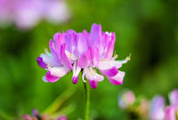 Pink Astragalus Sinicus Flower Seeds for Planting | Beautiful Annual Blooms | Easy to Grow Garden Seeds
